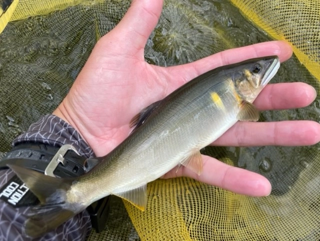 鮎釣り　竿　ロッド　川　渓流　友釣り　泳がせ釣り 鮎に魅せられて36 トロ場の泳がせ釣り2 - YouTube